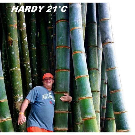 Giant Bamboo seeds (Phyllostachys pubescens) - Price €2.15