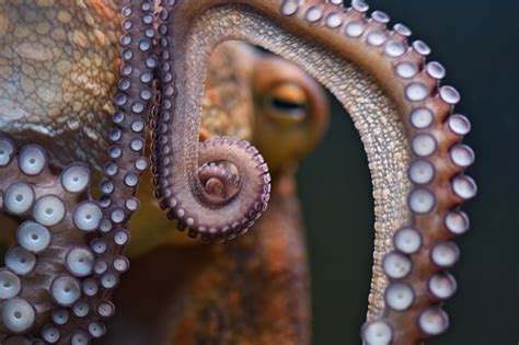 Free Stock Photo of Octopus suckers | Download Free Images and Free ...