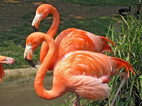 American Flamingo - Animal Facts and Information