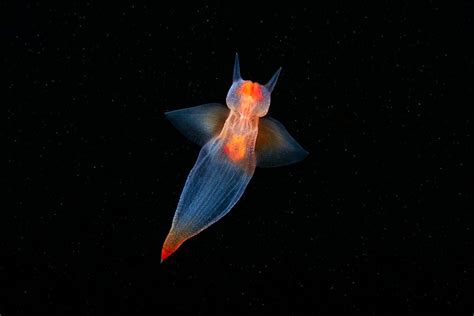 Clione limacina | 海洋生物, クリオネ, 深海の生物