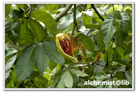 瓜栗 Pachira aquatica | Nature Library