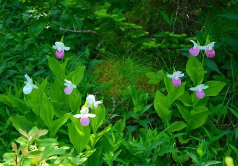 Minnesota's state flower, the wild flower, lady slipper