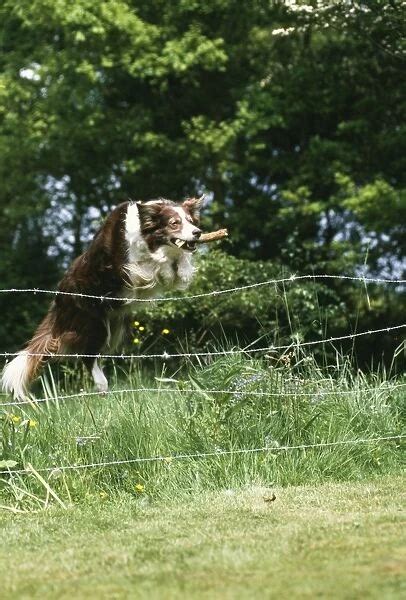 Dog Jumping over fence Our beautiful Wall Art and Photo Gifts include ...