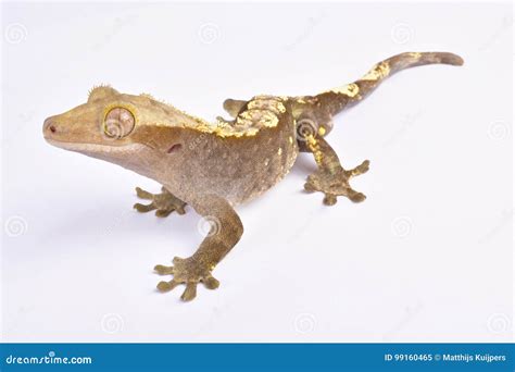 Crested Gecko, Correlophus Ciliatus Stock Image - Image of curious ...