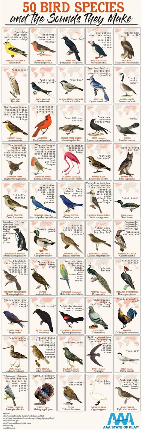 Fun Facts About Birds - barklund.org