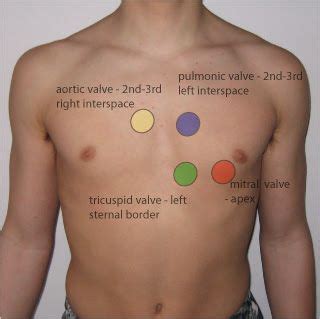 Image result for Aortic Pulmonic Tricuspid, Erb's Point, Tricuspid ...