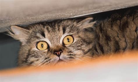 Cat Stress Signs: What Causes It and How to Treat It?