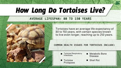 Understanding Turtle Lifespan And Aging Factors - Turtle Dude World