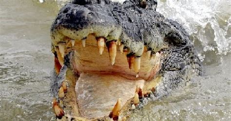 Crocodile's tongue is attached to the bottom of its mouth - General Knowledge Facts