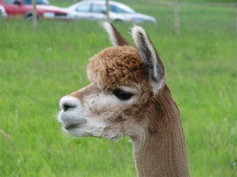 Shearing Alpacas, Biosecure Alpaca Shearing, Alpaca Shearer