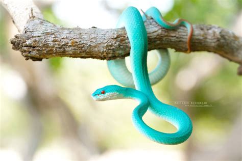 Trimeresurus insularis | Komodo island, Beautiful snakes, White lips