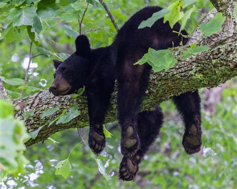 10 Fun Facts About Your Favorite Cades Cove Wildlife: Black Bears