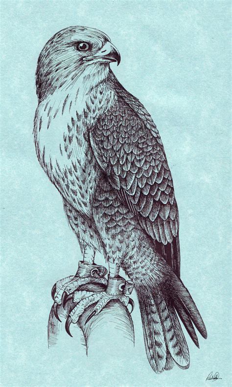 Peregrine Falcon by Grwobert on DeviantArt