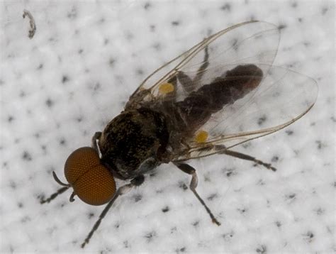 Diptera.info - Discussion Forum: Simuliidae: Simulium