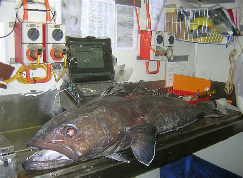 Patagonian toothfish now a ‘best choice’ for consumers — Australian Antarctic Program (News 2013)