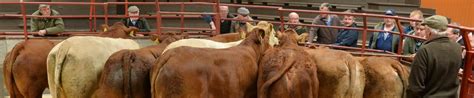 Longtown Mart Store & Breeding Cattle Sale Report