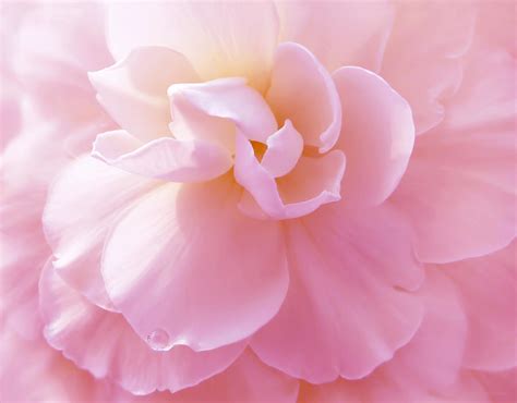 Pastel Pink Flowers For Sale : FREE 22+ Pastel Wallpapers in PSD ...