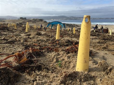 Coastal Dune Restoration | California State University Monterey Bay