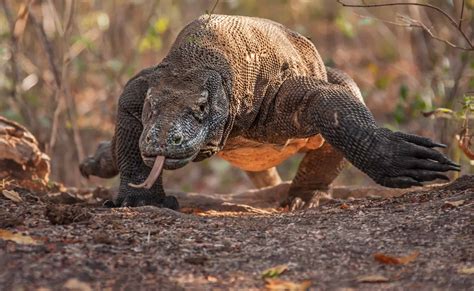 Watch an Unfazed Komodo Dragon Calmly Devour an Entire Monkey in One Bite - A-Z Animals