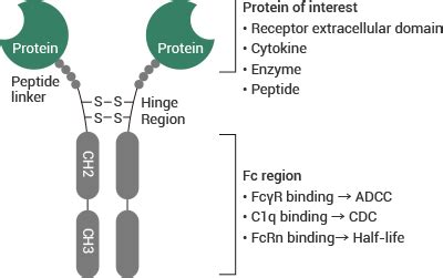 Fc Fusion Protein Review | Sino Biological