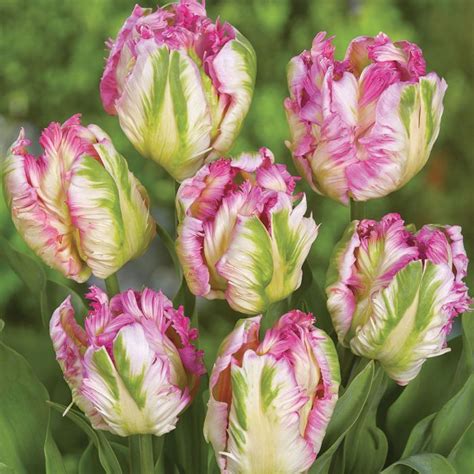 Pink Vision Parrot Tulip | Parrot tulips, Tulips flowers, Beautiful flowers