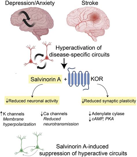 Figure 2 from Therapeutic Potential of Salvinorin A and Its Analogues ...