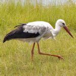 White Stork Facts, Habitat, Migration, Diet and Pictures