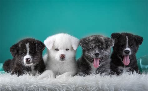 Download Animal Puppy 4k Ultra HD Wallpaper