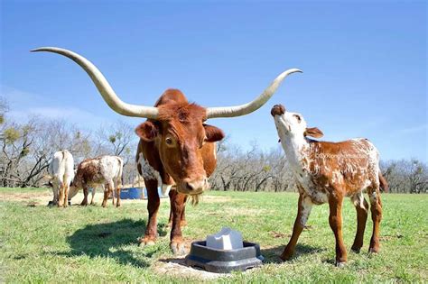 Texas Longhorn HORNS – evolution revolution!! - GVR Longhorns LLC