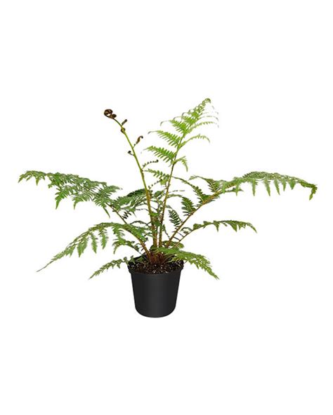 Buy Cyathea cooperi, Australian Tree Fern | Free Shipping over $100