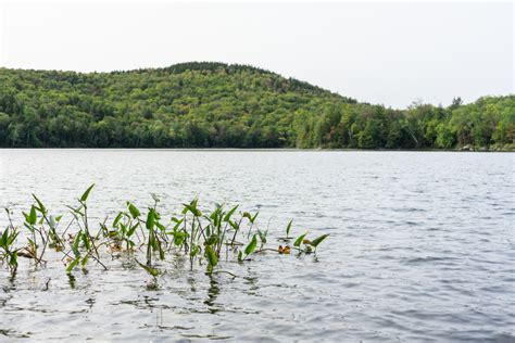 Pond Reeds Free Stock Photo - StockSnap.io