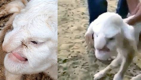 Sheep With A Human Face