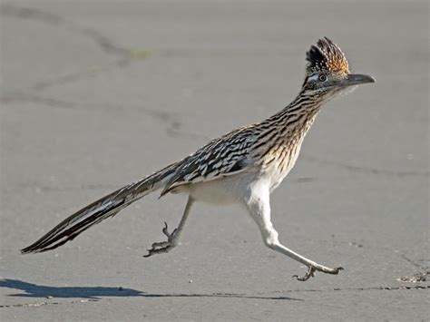 Roadrunner Top Speed - speedsdb.com