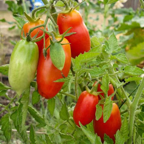 San Marzano Heirloom Tomato Seeds | Terroir Seeds