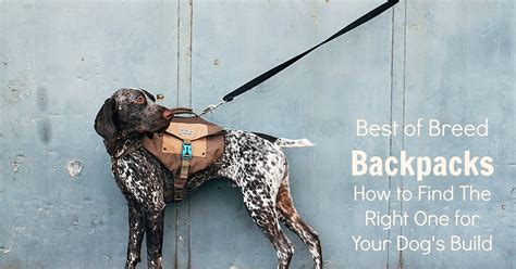 The Modern Bark | Dog Training Tips: Find Your Ideal Dog Backpack | 2018 Best Dog Packs Reviewed