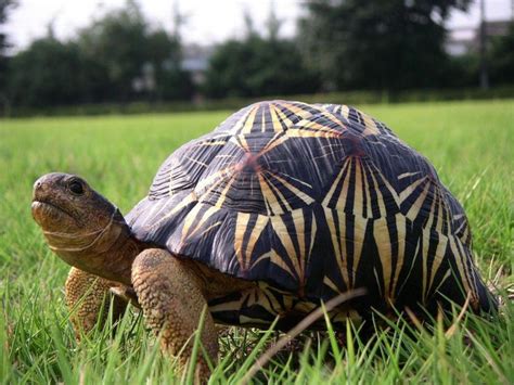 ADORABLE Radiated tortoise | Tortoises, Tortoise care, Radiated tortoise