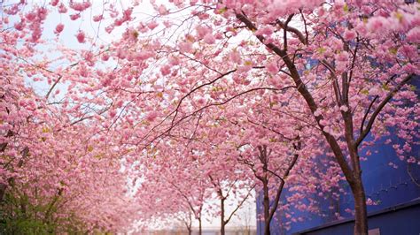 Japanese Cherry Blossom Wallpaper (71+ images)