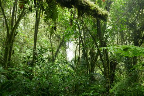 A la découverte de la jungle du Panama - Voyageureux