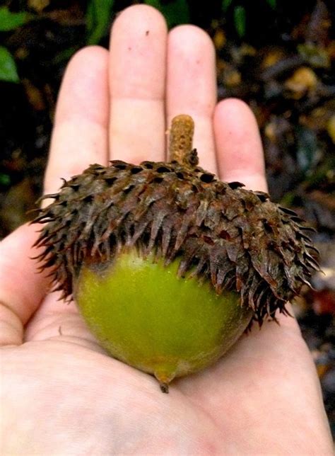 Tropical Oaks - Lessons in Biogeography from a Giant Acorn — In Defense ...