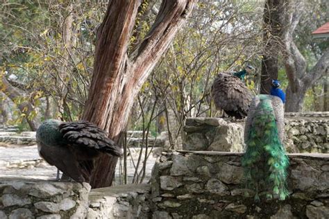 Mayfield Park- Peacocks and Hiking Trails in Central Austin Texas