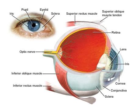 Heritage for the Blind | Eye Problems | Eye Diseases