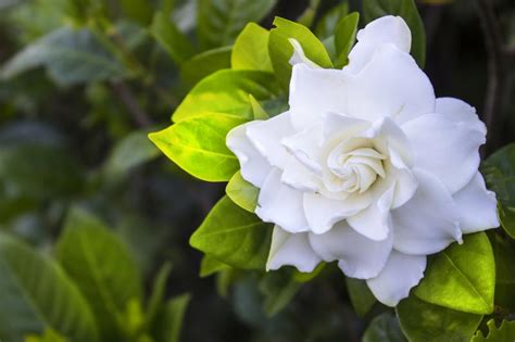 Why Are the Leaves on My Gardenia Turning Yellow? | LoveToKnow