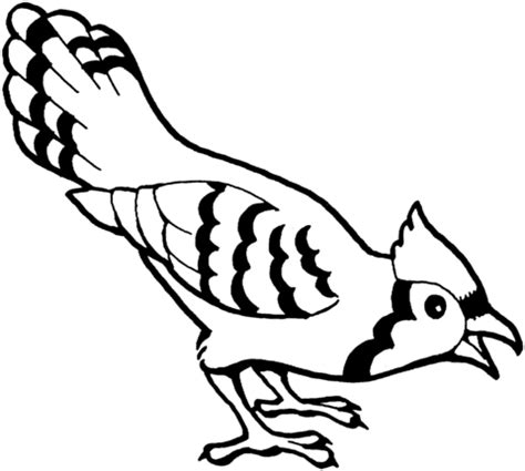 Blue Jay Bird Coloring Page
