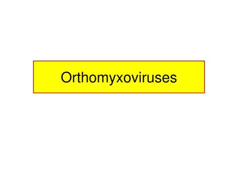 PPT - Orthomyxoviruses PowerPoint Presentation - ID:6727713