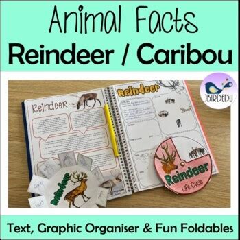 Reindeer | Animal adaptations and life cycles by JBirdEdu | TpT