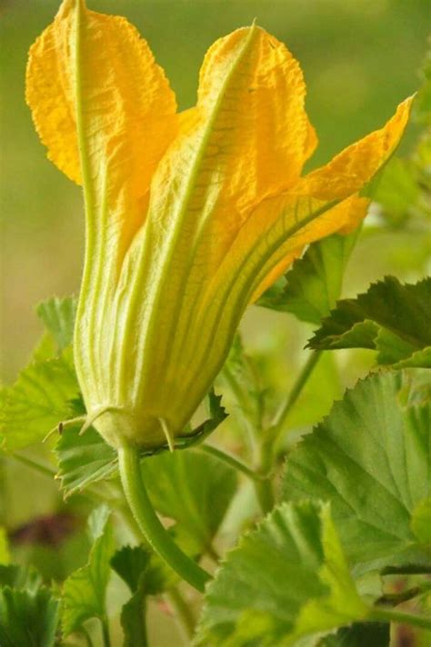 Pin by Padma Sharma on Flowers | Squash flowers, Most beautiful flowers ...