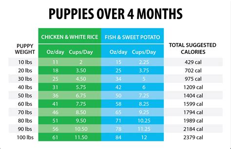 How Often Should I Feed My 3 Month Old Puppy