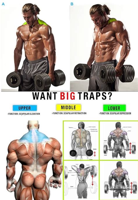 HOW TO TRAPS EXERCISES | VIDEO & GUIDE