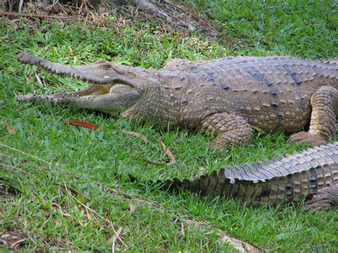 File:Freshwater Crocodiles Australia Zoo March 2006.JPG - Wikipedia, the free encyclopedia