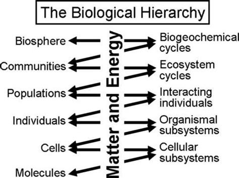 Biological Hierarchy Of Life